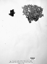 Parmelia saxatilis image